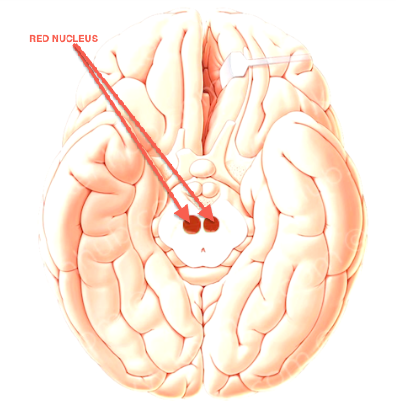 red nucleus in human brain